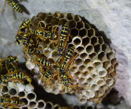 Wasp nest with wasps sitting on it. Wasps polist. The nest of a family of wasps which is taken a close-up.の写真素材