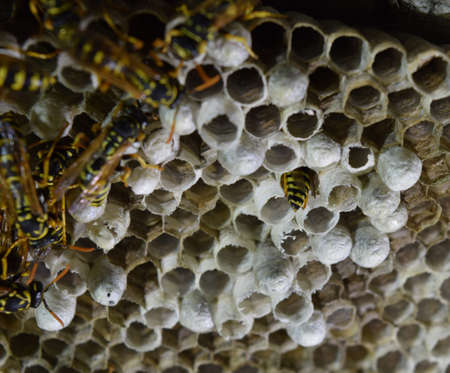 Wasp nest with wasps sitting on it. Wasps polist. The nest of a family of wasps which is taken a close-up.の写真素材
