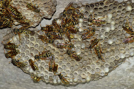 Wasp nest with wasps sitting on it. Wasps polist. The nest of a family of wasps which is taken a close-up.の写真素材