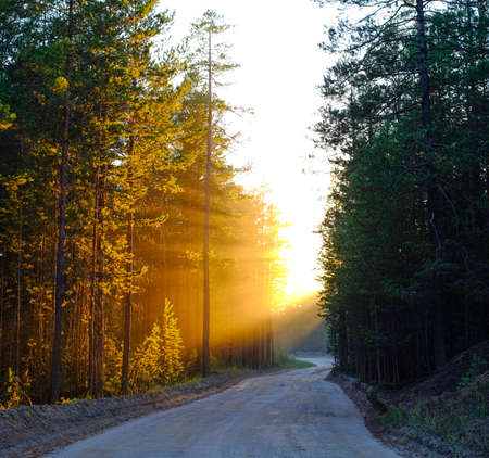 The rays of the sun at sunset breaking through a turn in the road, and tree branches.の写真素材