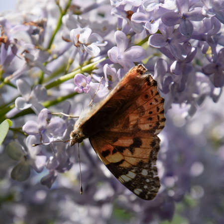 Butterfly rash on lilac colors. Insect pollinators. Butterfly urticaria.の写真素材