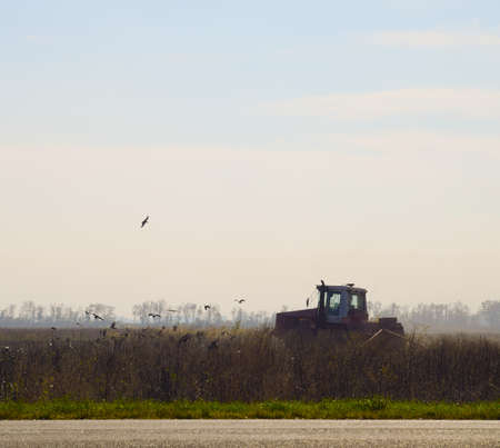 Tractor plowing a field and crows flying around him in search of food.