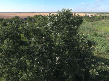 Top view of a silver poplar. The high poplar tree.の写真素材