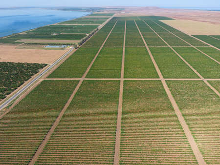Grape orchards bird's-eye view. Vine rows. Top view on the garden on a background of the estuary,...