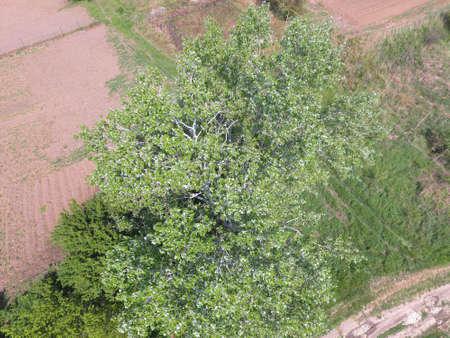 Top view of a silver poplar. The high poplar tree.の写真素材