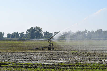 Irrigation system in the field of melons. Watering the fields. Sprinkler.の写真素材
