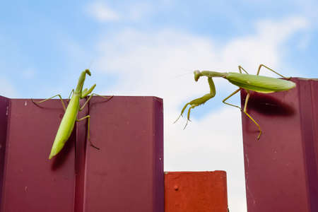 The female and the male praying mantis on a metal fence profileの写真素材