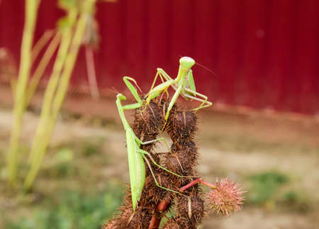 Mantis on the tong. Mating mantises. Mantis insect predatorの写真素材