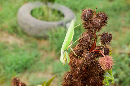 Mantis on the tong. Mating mantises. Mantis insect predatorの写真素材