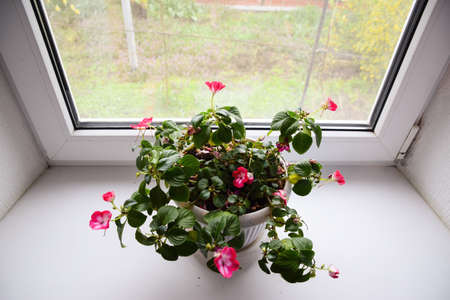 Indoor flower in a pot on the windowsillの写真素材