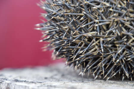 Hedgehog on the tree stump. Hedgehog curled up into a ball.の写真素材