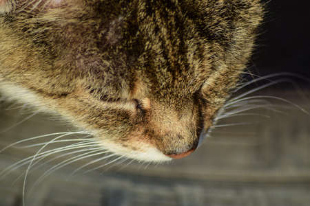 The muzzle of the old striped cat. Old age house cats.の写真素材