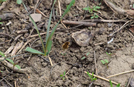 He flies bombyliidae above the ground in the grass.