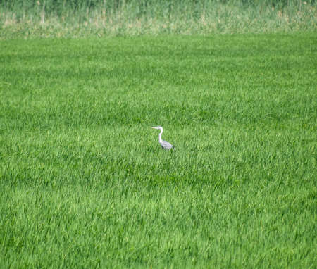 Head heron among the thickets of rice. Waterfowl in the grass.の写真素材