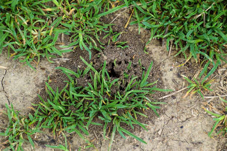Mounds of earth over the entrance to the nest excavation wasps. Colonia earthen wasps.の写真素材