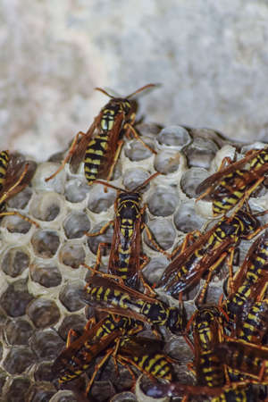 Wasp nest with wasps sitting on it. Wasps polist. The nest of a family of wasps which is taken a...