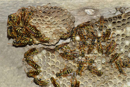 Wasp nest with wasps sitting on it. Wasps polist. The nest of a family of wasps which is taken a...
