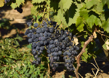 The grape gardens. Cultivation of wine grapes at the Sea of Azov.
