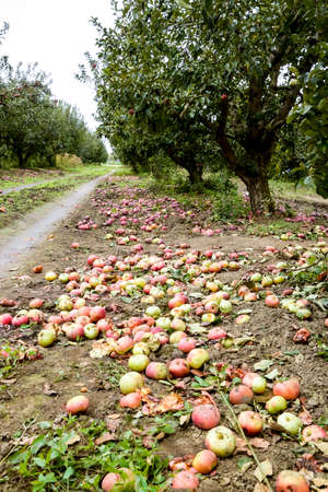 Apple orchard. Rows of trees and the fruit of the ground under the trees.の写真素材