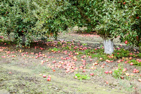 Apple orchard. Rows of trees and the fruit of the ground under the trees.