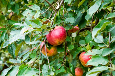 Apple orchard. Rows of trees and the fruit of the ground under the trees.