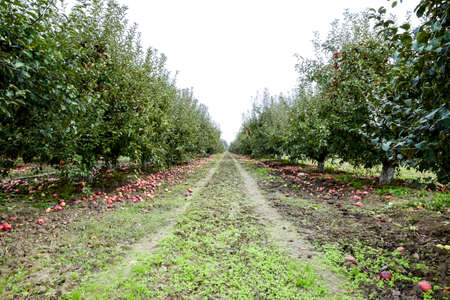 Apple orchard. Rows of trees and the fruit of the ground under the trees.の写真素材