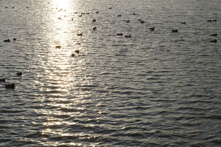 Ducks swimming in the pond. Wild mallard duck. Drakes and females.の写真素材