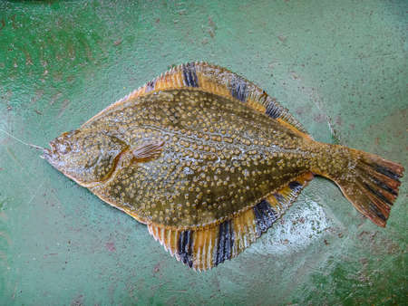 Flounder on the deck. Fishing on the boat. Bottom fish.の写真素材