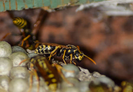 Wasp nest with wasps sitting on it. Wasps polist. The nest of a family of wasps which is taken a close-up.の写真素材