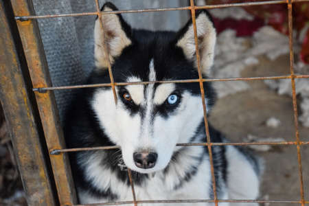 Husky Dog with different eyes. Black and white husky. Brown and blue eyes.の写真素材