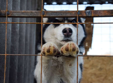 Husky Dog with different eyes. Black and white husky. Brown and blue eyes.の写真素材