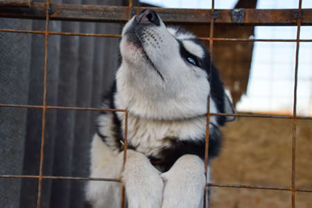Husky Dog with different eyes. Black and white husky. Brown and blue eyes.の写真素材