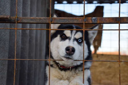Husky Dog with different eyes. Black and white husky. Brown and blue eyes.の写真素材