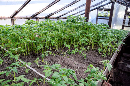 Seedlings of tomato. Growing tomatoes in the greenhouse. Seedlings in the greenhouse. Growing of...