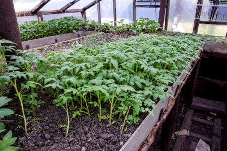 Seedlings of tomato. Growing tomatoes in the greenhouse. Seedlings in the greenhouse. Growing of vegetables in greenhousesの写真素材