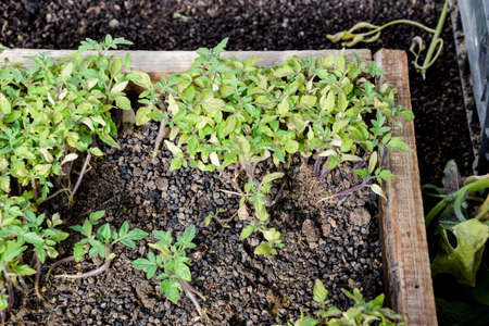 Seedlings of tomato. Growing tomatoes in the greenhouse. Seedlings in the greenhouse. Growing of...