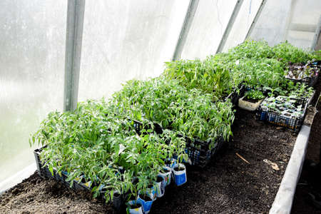 Seedlings of tomato. Growing tomatoes in the greenhouse. Seedlings in the greenhouse. Growing of vegetables in greenhousesの写真素材