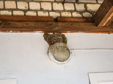 Swallow's nest on the wall. Birds Nest on a person's home.の写真素材