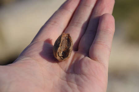 Pile of mantis in the human hand. Inspection ootheca. The eggs of the insect laid in the cocoon for the winter are laid.の写真素材