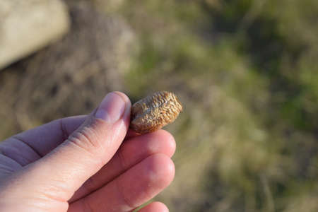 Pile of mantis in the human hand. Inspection ootheca. The eggs of the insect laid in the cocoon for the winter are laid.の写真素材