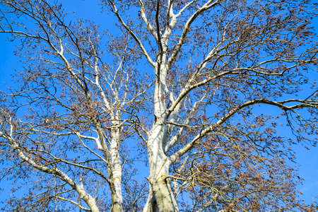 Blooming silver poplar. Silver poplar tree in spring. Poplar fluff from flowers - earrings.の写真素材