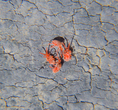 Close up macro Red velvet mite or Trombidiidae.の写真素材