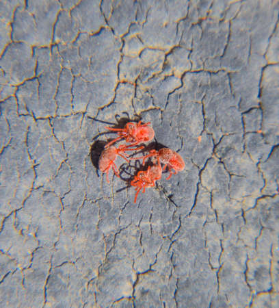 Close up macro Red velvet mite or Trombidiidae.