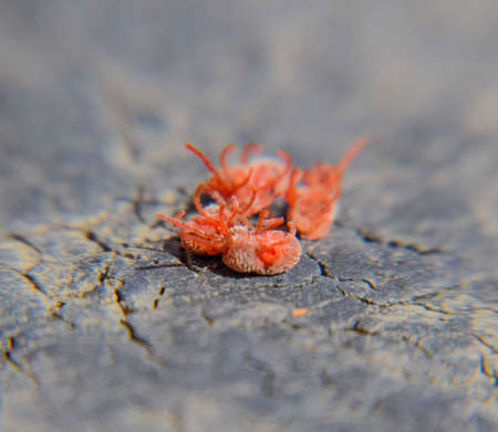 Close up macro Red velvet mite or Trombidiidae.の写真素材