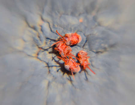 Close up macro Red velvet mite or Trombidiidae.