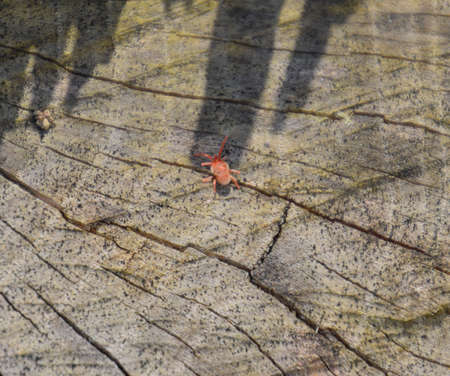 Red velvet tick on the stump. Close up macro Red velvet mite or Trombidiidae in natural environment.の写真素材