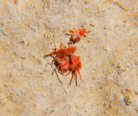 Close up macro Red velvet mite or Trombidiidae. Arthropod mites on the ground.