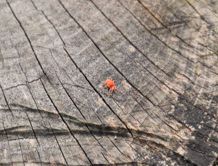 Red velvet tick on the stump. Close up macro Red velvet mite or Trombidiidae in natural environment.の写真素材