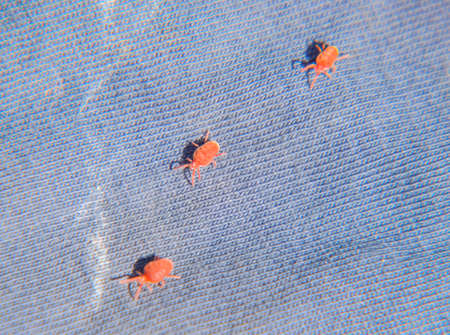Red velvet mite on a blue rag. Running mite. Close up macro Red velvet mite or Trombidiidae