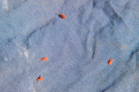 Red velvet mite on a blue rag. Running mite. Close up macro Red velvet mite or Trombidiidae